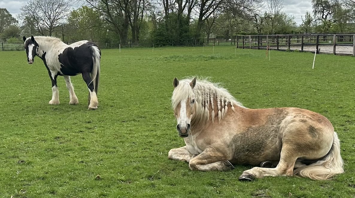 Een bonte en een haflinger rusten samen in de groene wei