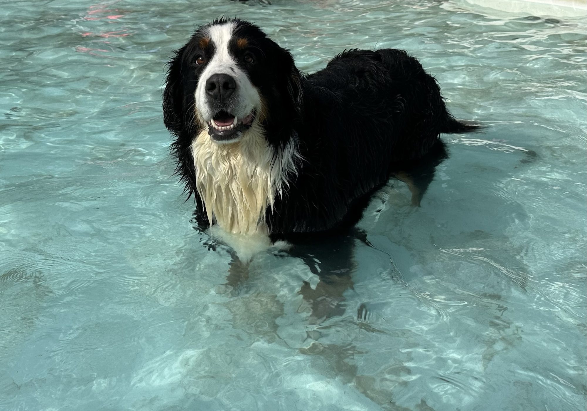 Berner sennen staat te genieten in helder, ondiep water