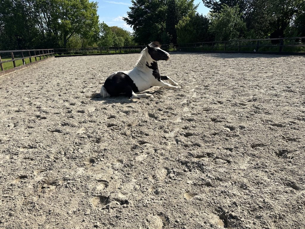 Bont paard rolt heerlijk in het zand van de buitenbak