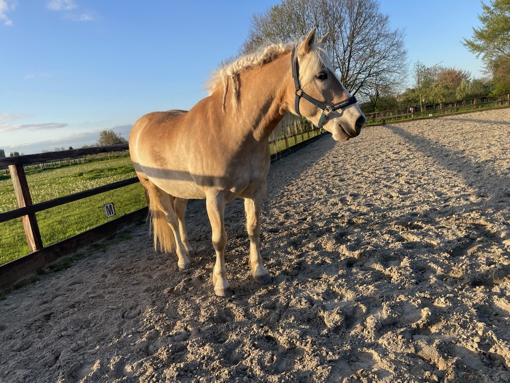 Haflinger staat in de avondzon in de zandbak