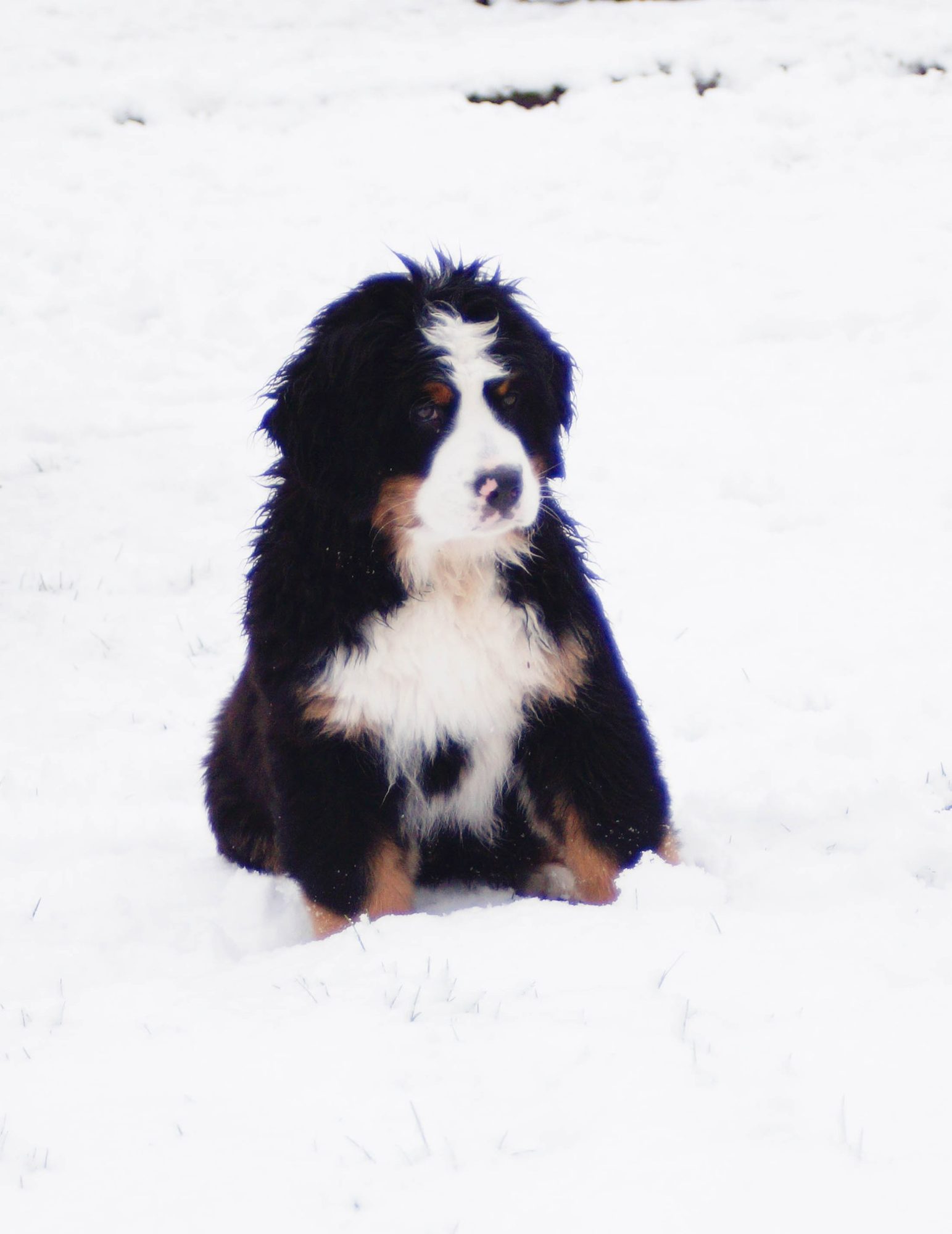 Luna, de berner sennenpup, zit rechtop in de verse sneeuw