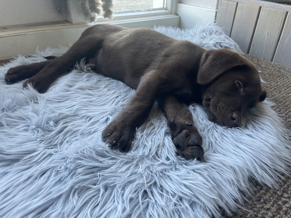 Bruine labradorpup slaapt op een zacht wit kleed bij het raam